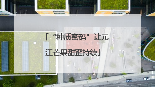 “种质密码”让元江芒果甜蜜持续