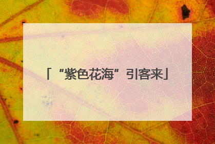 “紫色花海”引客来