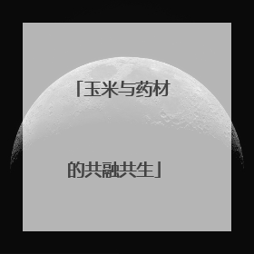玉米与药材的共融共生