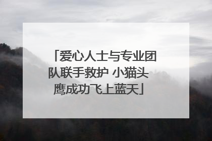 爱心人士与专业团队联手救护 小猫头鹰成功飞上蓝天