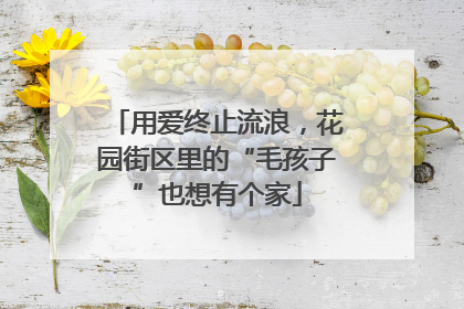 用爱终止流浪，花园街区里的“毛孩子”也想有个家