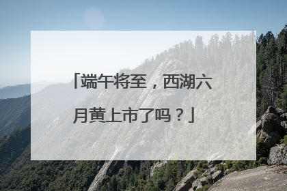 端午将至，西湖六月黄上市了吗？