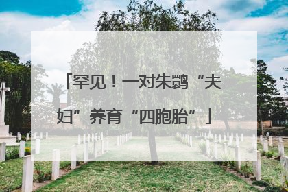 罕见！一对朱鹮“夫妇”养育“四胞胎”