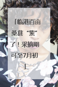 临港百亩桑葚“紫”了！采摘期可至7月初