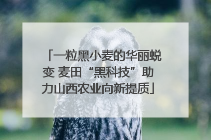 一粒黑小麦的华丽蜕变 麦田“黑科技”助力山西农业向新提质