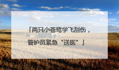 两只小苍鹭学飞刮伤，管护员紧急“送医”