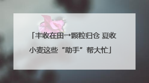 丰收在田→颗粒归仓 夏收小麦这些“助手”帮大忙