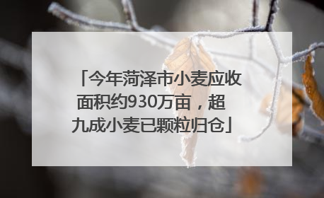 今年菏泽市小麦应收面积约930万亩，超九成小麦已颗粒归仓