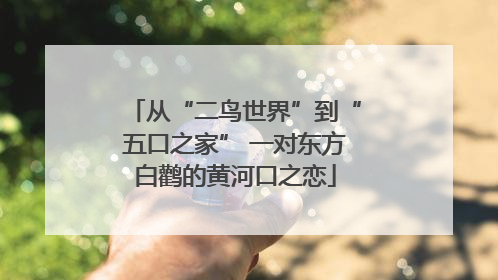 从“二鸟世界”到“五口之家” 一对东方白鹳的黄河口之恋