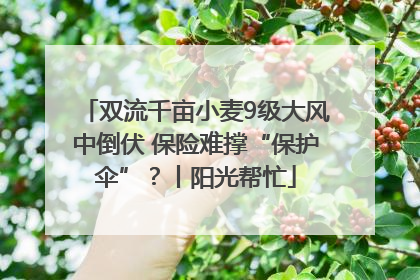 双流千亩小麦9级大风中倒伏 保险难撑“保护伞”？丨阳光帮忙
