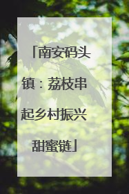 南安码头镇：荔枝串起乡村振兴甜蜜链