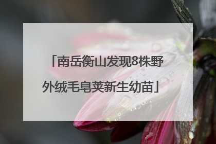 南岳衡山发现8株野外绒毛皂荚新生幼苗