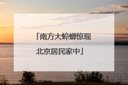 南方大蟑螂惊现北京居民家中