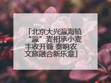 北京大兴瀛海镇“瀛”麦相承小麦丰收开镰 奏响农文旅融合新乐章