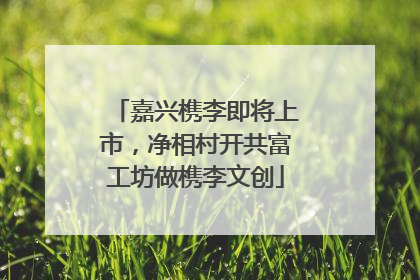 嘉兴槜李即将上市，净相村开共富工坊做槜李文创