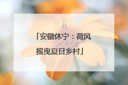 安徽休宁：荷风摇曳夏日乡村