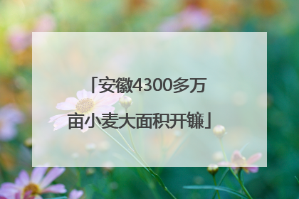 安徽4300多万亩小麦大面积开镰