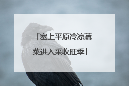 塞上平原冷凉蔬菜进入采收旺季