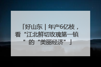 好山东｜年产6亿枝，看“江北鲜切玫瑰第一镇”的“美丽经济”