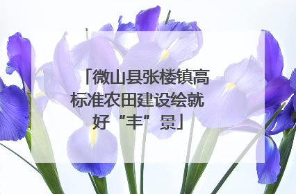 微山县张楼镇高标准农田建设绘就好“丰”景