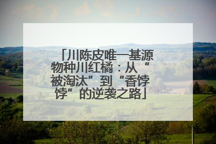 川陈皮唯一基源物种川红橘：从“被淘汰”到“香饽饽”的逆袭之路