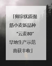 师宗优质强筋小麦新品种“云麦80”旱地生产示范喜获丰收
