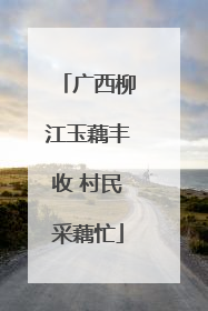 广西柳江玉藕丰收 村民采藕忙