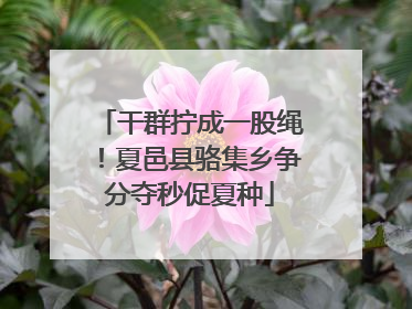 干群拧成一股绳！夏邑县骆集乡争分夺秒促夏种
