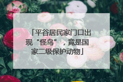 平谷居民家门口出现“怪鸟”，竟是国家二级保护动物