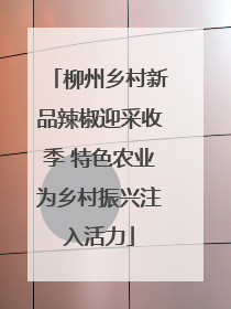 柳州乡村新品辣椒迎采收季 特色农业为乡村振兴注入活力