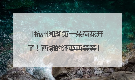 杭州湘湖第一朵荷花开了！西湖的还要再等等