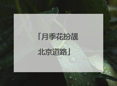 月季花扮靓北京道路