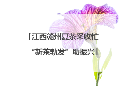江西赣州夏茶采收忙 “新茶勃发”助振兴