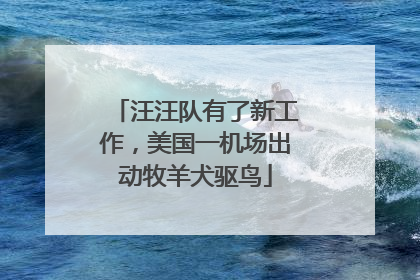 汪汪队有了新工作，美国一机场出动牧羊犬驱鸟