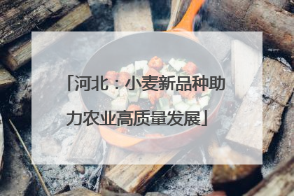 河北：小麦新品种助力农业高质量发展