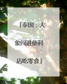 泰国：大象闯进便利店吃零食