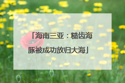 海南三亚:糙齿海豚被成功放归大海