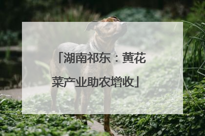 湖南祁东：黄花菜产业助农增收