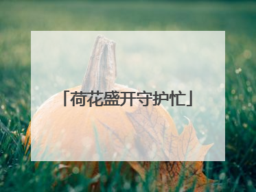 荷花盛开守护忙