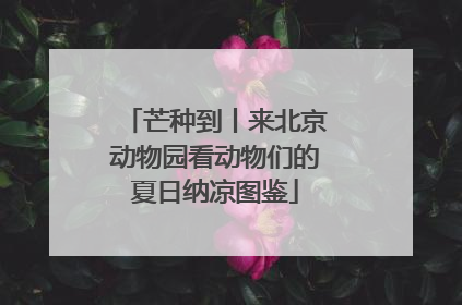 芒种到丨来北京动物园看动物们的夏日纳凉图鉴