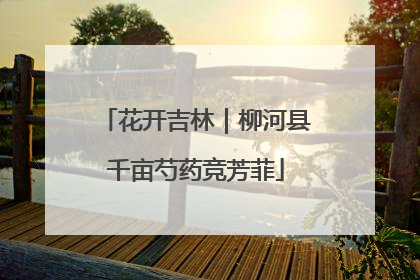 花开吉林｜柳河县千亩芍药竞芳菲