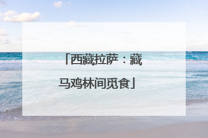 西藏拉萨：藏马鸡林间觅食