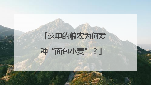 这里的粮农为何爱种“面包小麦”？