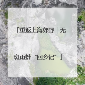 重返上海郊野｜无斑雨蛙“回乡记”