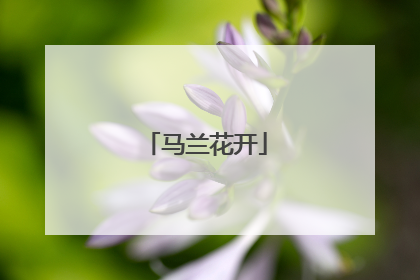 马兰花开