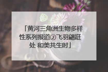 黄河三角洲生物多样性系列报道②飞羽翩跹处 和美共生时