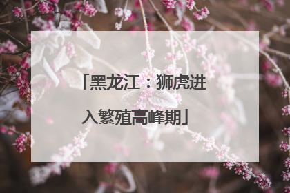 黑龙江：狮虎进入繁殖高峰期