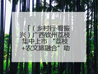 （乡村行·看振兴）广西钦州荔枝集中上市 “荔枝+农文旅融合”助农增收