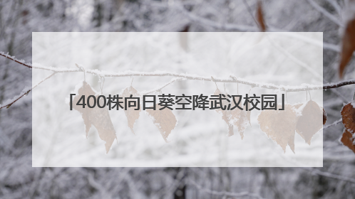 400株向日葵空降武汉校园