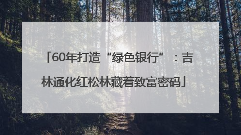 60年打造“绿色银行”：吉林通化红松林藏着致富密码